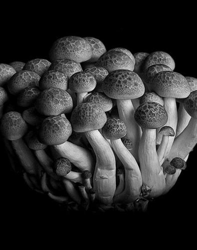 Food by Agnieszka Szczurowska (Seattle) & Innes (Hessle) photographers at Central Library 2nd-30th Oct (1).jpg